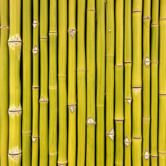 Natural Green Bamboo Texture with Vertical Nodes and Smooth Surface