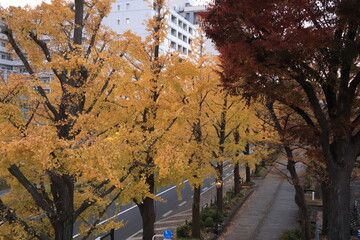 黄色く紅葉した銀杏並木のある横浜山下公園付近の風景