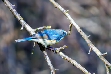 羽ばたいて飛び出す幸せの青い鳥、可愛いルリビタキ（ヒタキ科）
英名学名：Red flanked Bluetail (Tarsiger cyanurus)
埼玉県北本市、北本自然観察公園    2025
