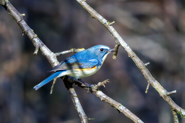 羽ばたいて飛び出す幸せの青い鳥、可愛いルリビタキ（ヒタキ科）
英名学名：Red flanked Bluetail (Tarsiger cyanurus)
埼玉県北本市、北本自然観察公園    2025
