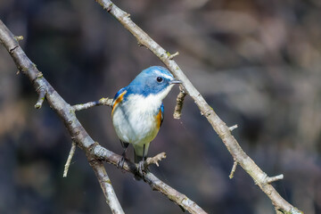 羽ばたいて飛び出す幸せの青い鳥、可愛いルリビタキ（ヒタキ科）
英名学名：Red flanked Bluetail (Tarsiger cyanurus)
埼玉県北本市、北本自然観察公園    2025
