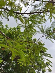 Vivid green tamarind tree branches with detailed leaves, showcasing the serene beauty of nature