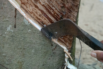 Tool used to extract the sap of a rubber tree in a rubber plantation in Phuket, Thailand