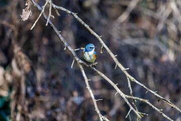 羽ばたいて飛び出す幸せの青い鳥、可愛いルリビタキ（ヒタキ科）
英名学名：Red flanked Bluetail (Tarsiger cyanurus)
埼玉県北本市、北本自然観察公園    2025
