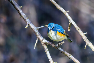 羽ばたいて飛び出す幸せの青い鳥、可愛いルリビタキ（ヒタキ科）
英名学名：Red flanked Bluetail (Tarsiger cyanurus)
埼玉県北本市、北本自然観察公園    2025
