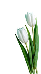 Close-up of two white tulips, vibrant green leaves