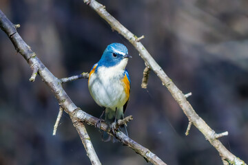 羽ばたいて飛び出す幸せの青い鳥、可愛いルリビタキ（ヒタキ科）
英名学名：Red flanked Bluetail (Tarsiger cyanurus)
埼玉県北本市、北本自然観察公園    2025
