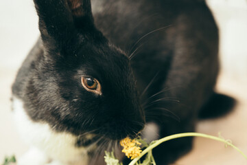 a rabbit was eating plants 