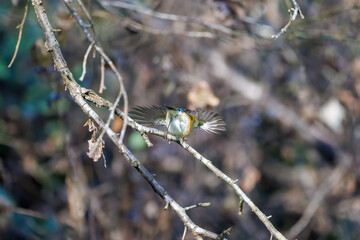 羽ばたき飛び立つ
幸せの青い鳥、可愛いルリビタキ（ヒタキ科）
英名学名：Red flanked Bluetail (Tarsiger cyanurus)
埼玉県北本市、北本自然観察公園 2025
