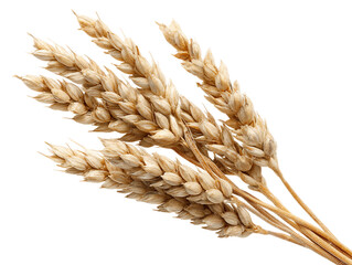 Ripe Wheat Stalks on Transparent Background, PNG