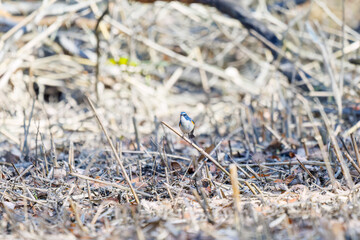 羽ばたき飛び立つ
幸せの青い鳥、可愛いルリビタキ（ヒタキ科）
英名学名：Red flanked Bluetail (Tarsiger cyanurus)
埼玉県北本市、北本自然観察公園 2025
