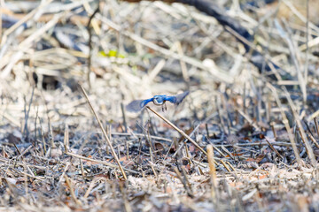 羽ばたき飛び立つ
幸せの青い鳥、可愛いルリビタキ（ヒタキ科）
英名学名：Red flanked Bluetail (Tarsiger cyanurus)
埼玉県北本市、北本自然観察公園 2025
