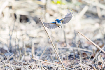 羽ばたき飛び立つ
幸せの青い鳥、可愛いルリビタキ（ヒタキ科）
英名学名：Red flanked Bluetail (Tarsiger cyanurus)
埼玉県北本市、北本自然観察公園 2025

