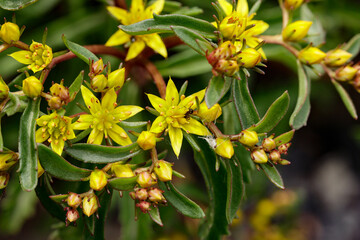 Orange Stonecrop Weihenstephaner Gold flowers, Latin name - Sedum kamtschaticum, in the garden