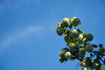 Kalina koralowa, Viburnum opulus L. © Marcin Łazarczyk
