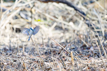 羽ばたき飛び立つ
幸せの青い鳥、可愛いルリビタキ（ヒタキ科）
英名学名：Red flanked Bluetail (Tarsiger cyanurus)
埼玉県北本市、北本自然観察公園 2025

