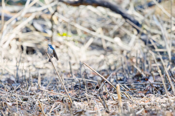 羽ばたき飛び立つ
幸せの青い鳥、可愛いルリビタキ（ヒタキ科）
英名学名：Red flanked Bluetail (Tarsiger cyanurus)
埼玉県北本市、北本自然観察公園 2025

