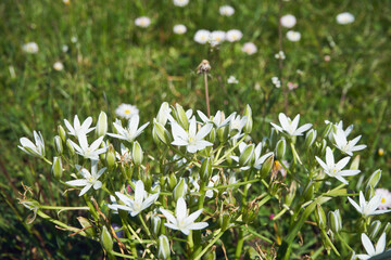Śniedek baldaszkowaty, Ornithogalum umbellatum L. © Marcin Łazarczyk