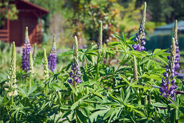 łubin trwały, lupinus polyphyllus l. © Marcin Łazarczyk