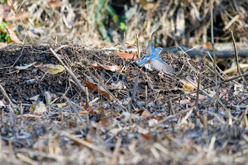 羽ばたき飛び立つ
幸せの青い鳥、可愛いルリビタキ（ヒタキ科）
英名学名：Red flanked Bluetail (Tarsiger cyanurus)
埼玉県北本市、北本自然観察公園 2025
