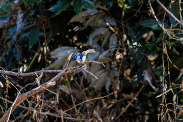 羽ばたき飛び立つ
幸せの青い鳥、可愛いルリビタキ（ヒタキ科）
英名学名：Red flanked Bluetail (Tarsiger cyanurus)
埼玉県北本市、北本自然観察公園 2025

