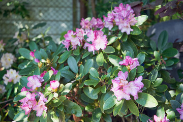 Różanecznik, azalia, rododendron, Rhododendron L. © Marcin Łazarczyk