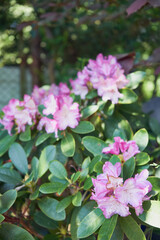 Różanecznik, azalia, rododendron, Rhododendron L.
