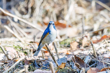 羽ばたき飛び立つ
幸せの青い鳥、可愛いルリビタキ（ヒタキ科）
英名学名：Red flanked Bluetail (Tarsiger cyanurus)
埼玉県北本市、北本自然観察公園 2025
