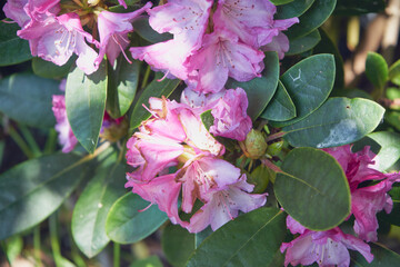 Różanecznik, azalia, rododendron, Rhododendron L. © Marcin Łazarczyk