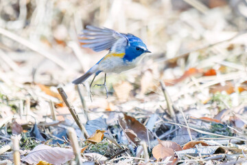 羽ばたき飛び立つ
幸せの青い鳥、可愛いルリビタキ（ヒタキ科）
英名学名：Red flanked Bluetail (Tarsiger cyanurus)
埼玉県北本市、北本自然観察公園 2025
