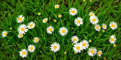 Fototapeta premium Detailed garden edge with spring daisies growing through vibrant green grass