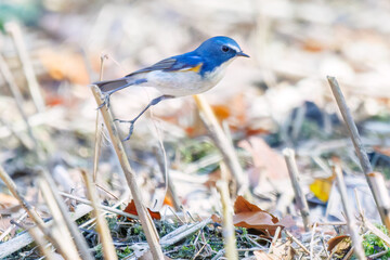 羽ばたき飛び立つ
幸せの青い鳥、可愛いルリビタキ（ヒタキ科）
英名学名：Red flanked Bluetail (Tarsiger cyanurus)
埼玉県北本市、北本自然観察公園 2025
