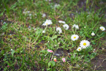 Stokrotka pospolita, stokrotka łąkowa, stokrotka trwała, Bellis perennis