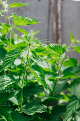A lush bush of wild nettles. Serrated leaves. Medicinal herb, alternative medicine, phytotherapy.
