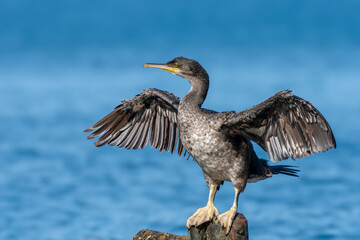 European Shag, black bird with open wings
