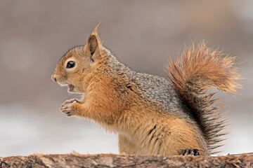 squirrel eating nut