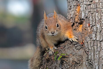 squirrel on a tree