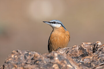 Eurasian Nuthatch on the tree