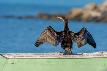 European Shag, black bird with open wings