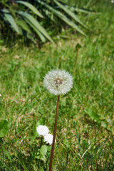 Mniszek pospolity, mniszek lekarski, Taraxacum officinale F.H. Wiggers coll., właśc. Taraxacum sect. Taraxacum, dmuchawiec