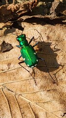 green bug on a leaf