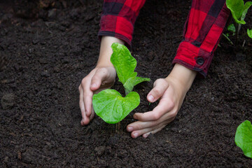 Boy planting a sprout in the garden. Selective focus