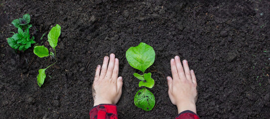 Boy planting a sprout in the garden. Selective focus