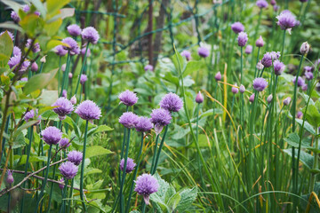 Fototapeta na wymiar Czosnek szczypiorek, szczypiorek, Allium schoenoprasum L.