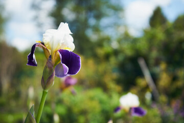 Kosaciec syberyjski,Iris sibirica L. © Marcin Łazarczyk