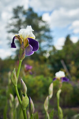 Kosaciec syberyjski,Iris sibirica L. © Marcin Łazarczyk