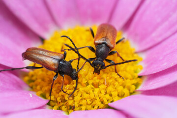 Closeup on two fairy-ring longhorn beetles,  Pseudovadonia livida on a pink flower