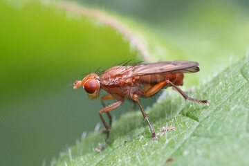 Detailed closeup on a red colored Field buff snailkiller fly,  Tetanocera elata on a green leaf