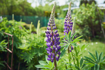  łubin trwały, lupinus polyphyllus l. © Marcin Łazarczyk