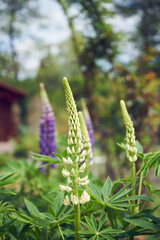 Łubin ,Lupinus L.